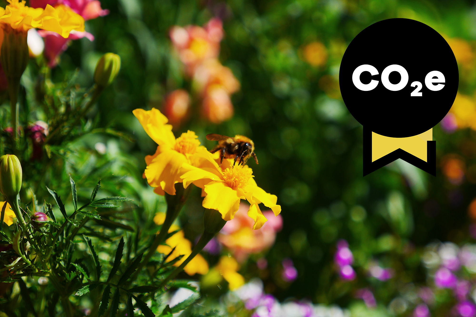 Närbild på en humla som pollinerar blommor i grönska en strålande sommardag